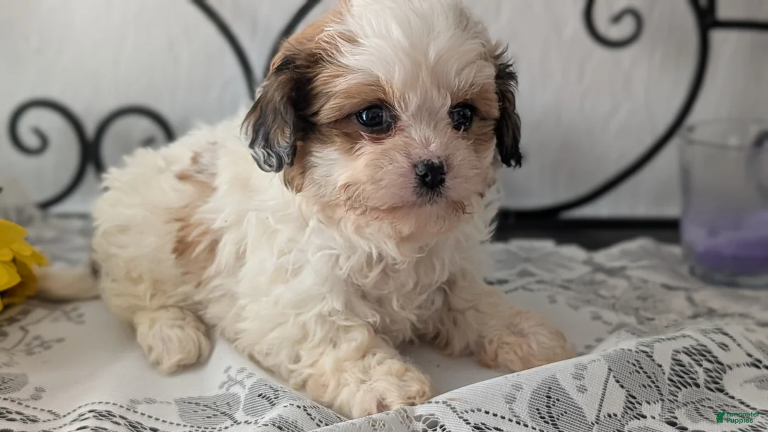 Teddy Bear dogs for sale: Gemma  - Ad 2