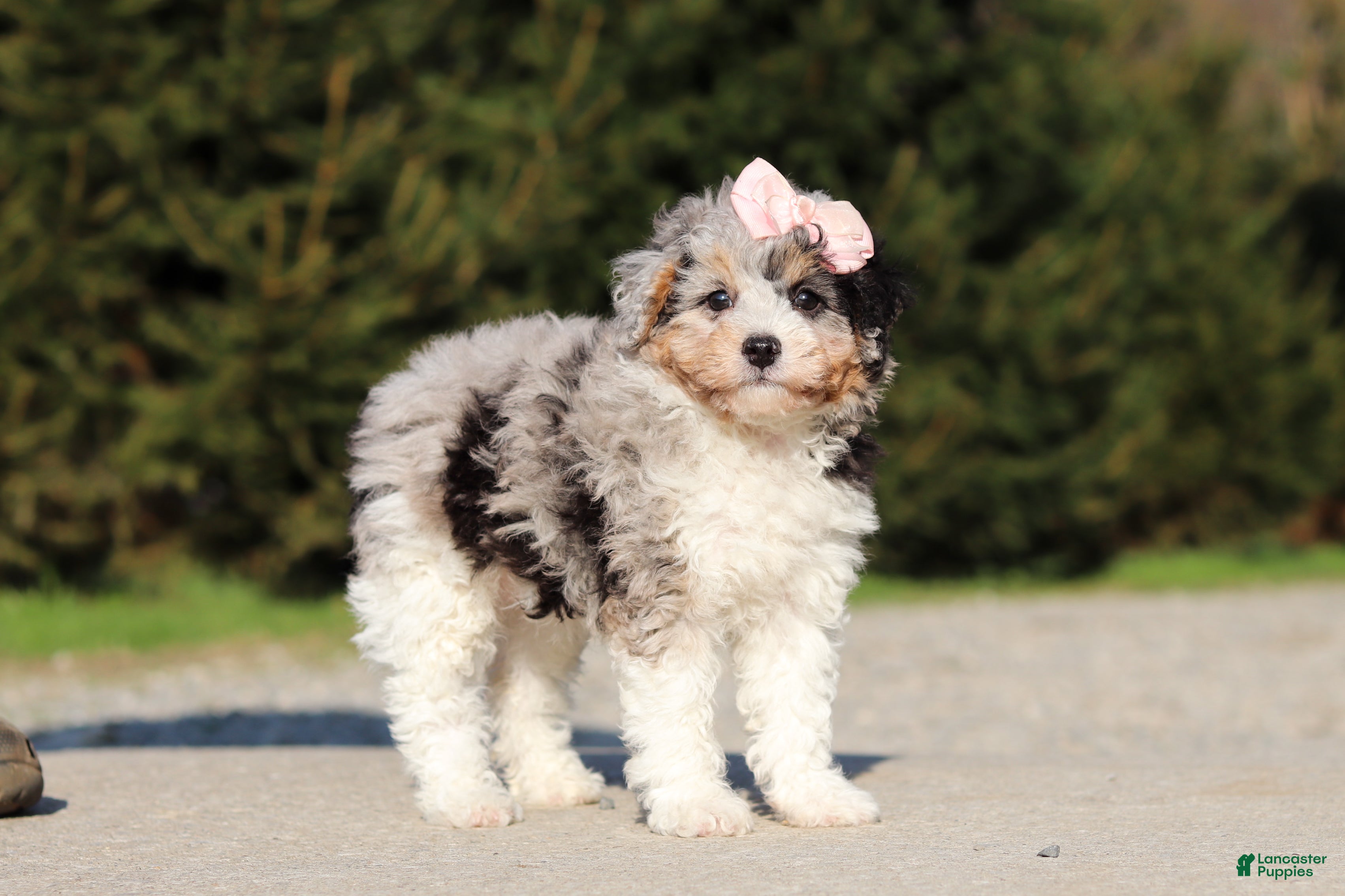 Miniature Poodle dogs for sale: Poppy - Ad 2