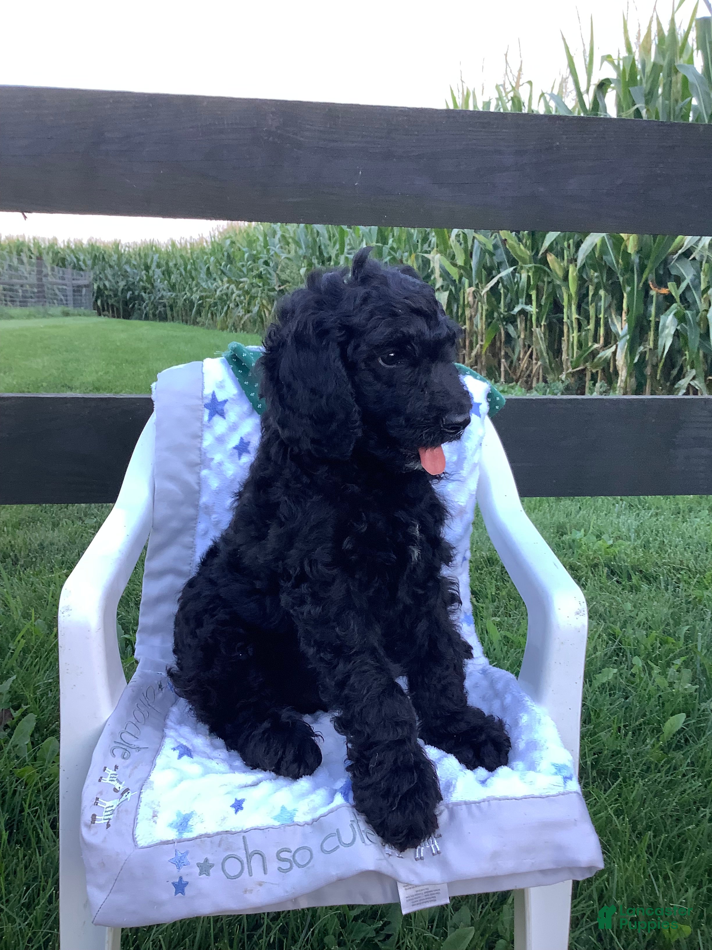 Goldendoodle dogs Macho-F1bb-Goldendoodle 2 - Ad 2