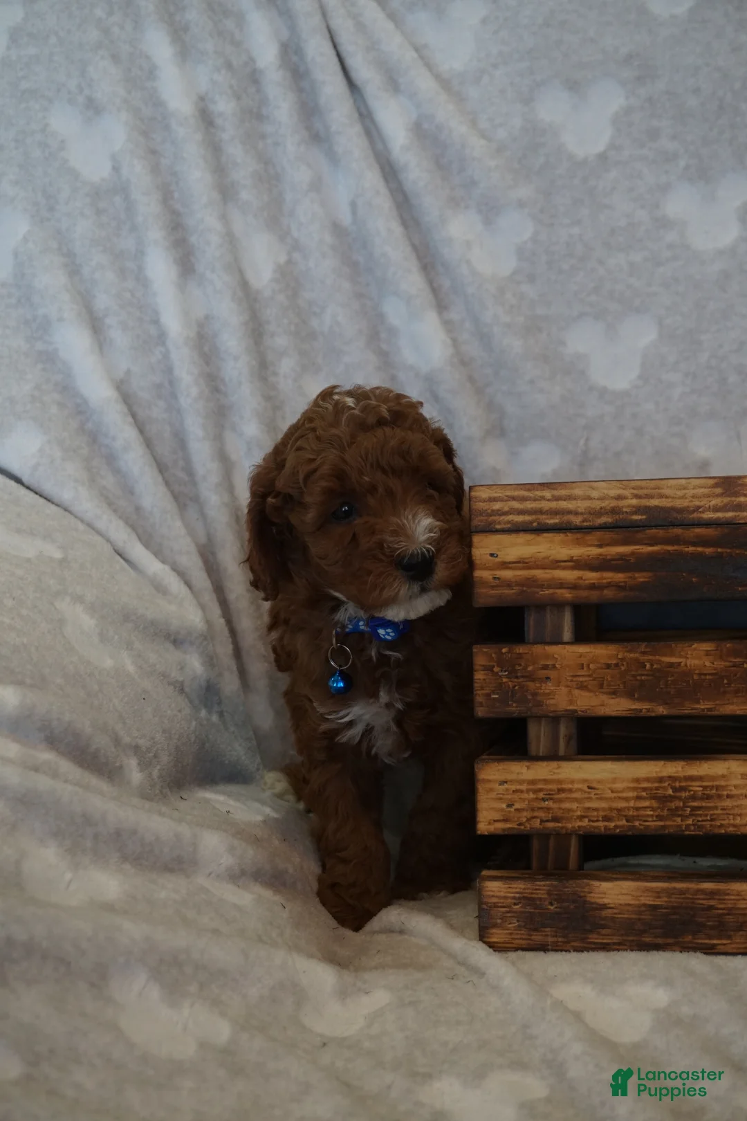Miniature Poodle dogs for sale: Freckles - Ad 2