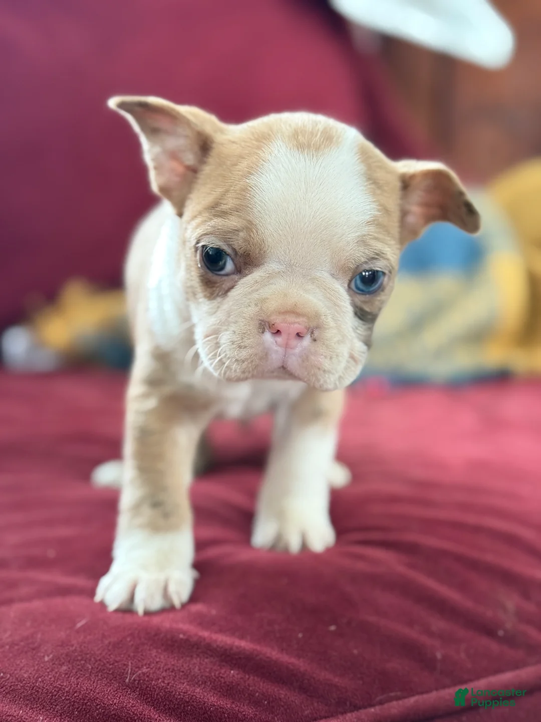 Boston Terrier dogs for sale: Billy - Ad 14