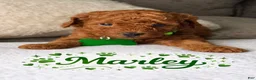 Miniature Poodle dogs for sale: Marley  - Ad 4