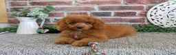 Cavapoo dogs for sale: Donut - Ad 5