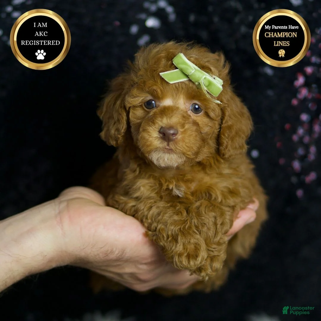 Toy Poodle dogs for sale: Fresno - Ad 1