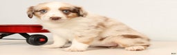 Miniature Australian Shepherd dogs for sale: Rainbow - Ad 3