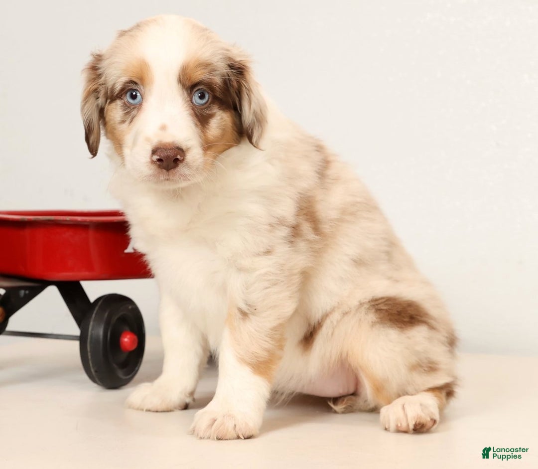 Miniature Australian Shepherd dogs for sale: Rainbow - Ad 3