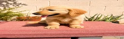 Golden Retriever dogs for sale: Golden Retriever 4 - Ad 2