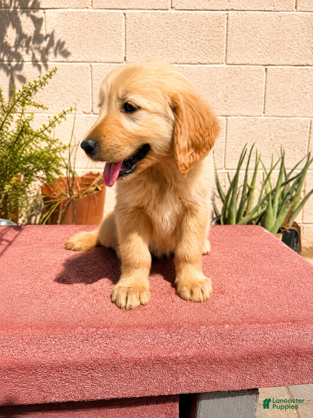 Golden Retriever dogs for sale: Golden Retriever 4 - Ad 2