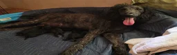 Standard Poodle dogs for sale: Milo - Ad 4