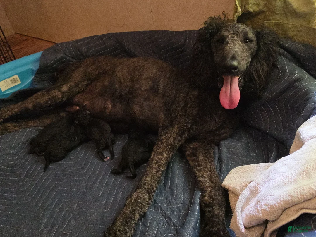 Standard Poodle dogs for sale: Milo - Ad 4