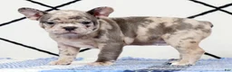 Frenchton dogs for sale: Melody - Ad 1