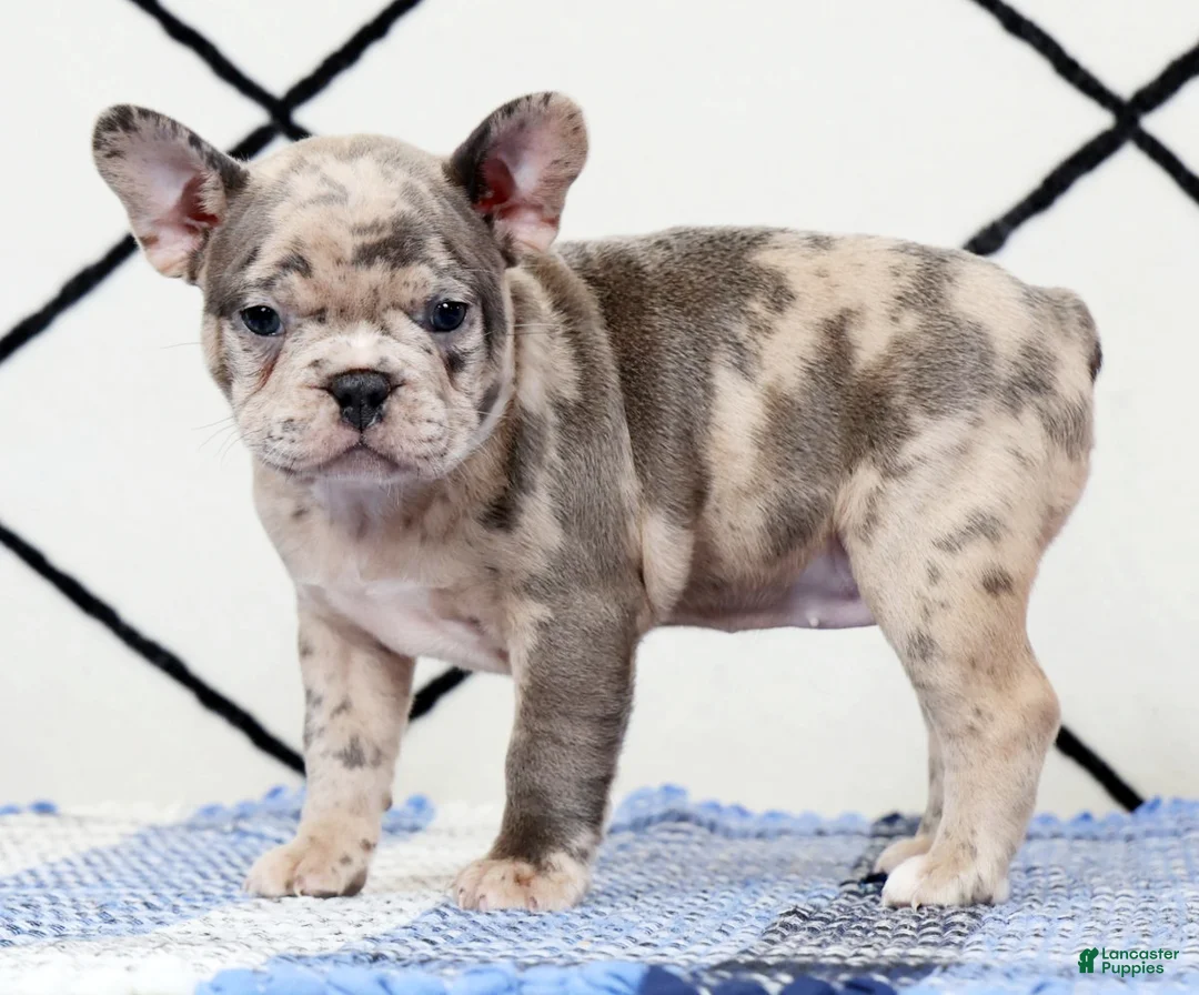 Frenchton dogs for sale: Melody - Ad 1