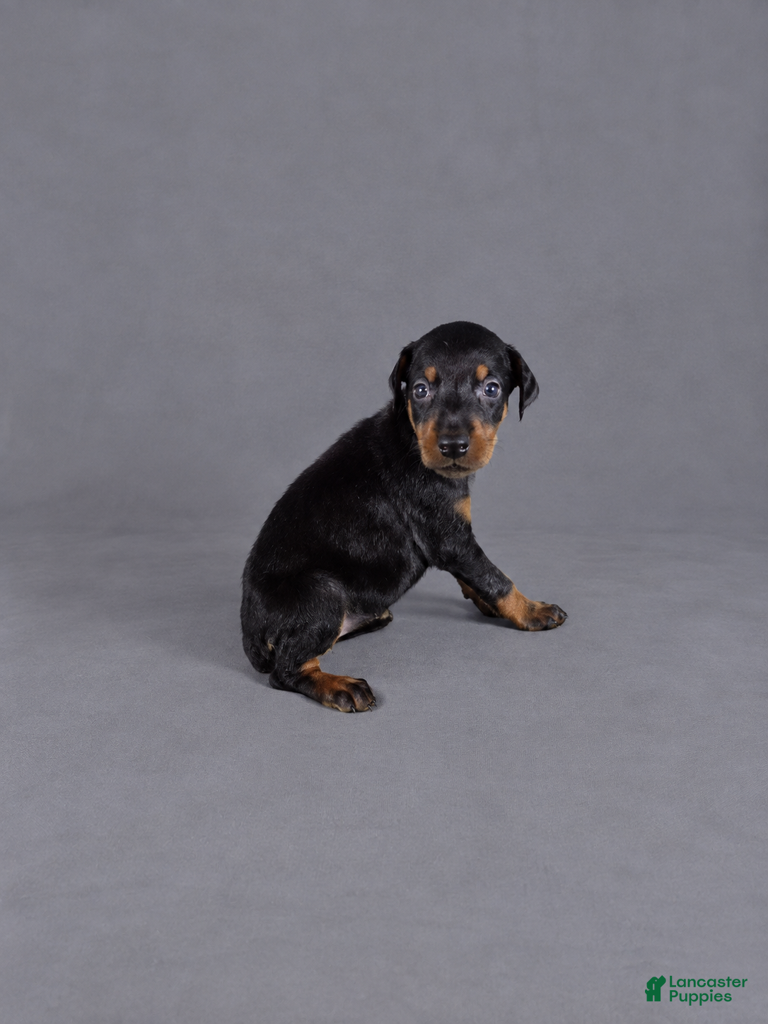 Doberman Pinscher dogs Nymeria - Ad 13