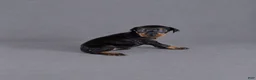Doberman Pinscher dogs for sale: Nymeria - Ad 1
