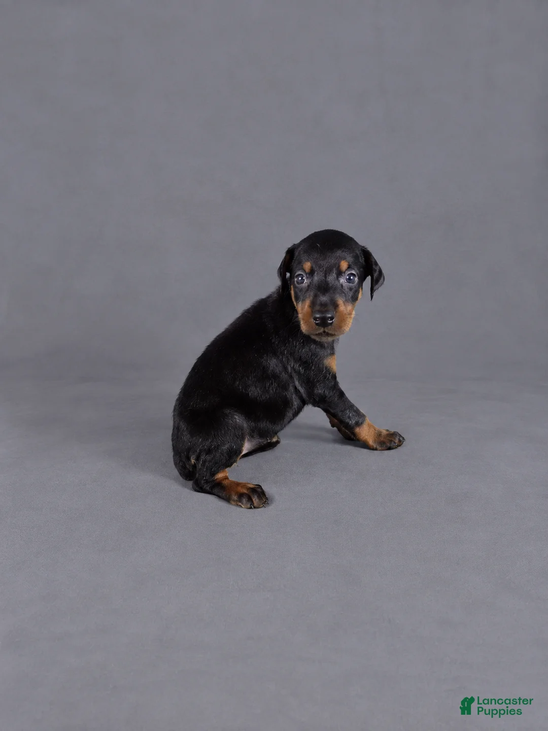 Doberman Pinscher dogs for sale: Nymeria - Ad 1