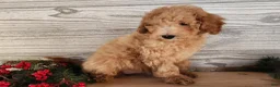 Mini Goldendoodle dogs for sale: Indy - Ad 14