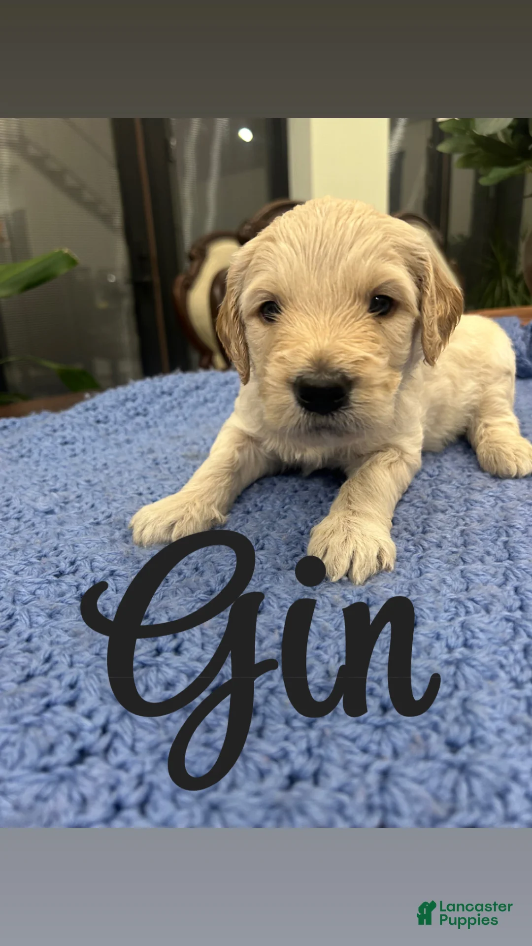 Goldendoodle dogs for sale: Gin - Ad 1