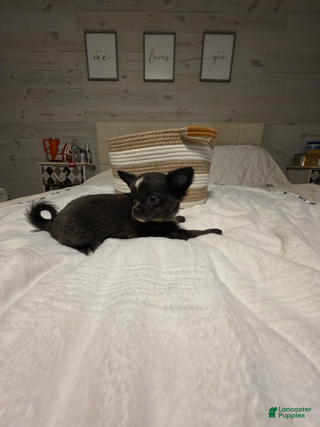 Chihuahua dogs for sale: Jillian - Ad 2