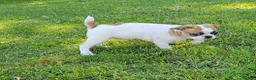 Mixed Breed dogs for sale: Oscar Pie - Ad 5
