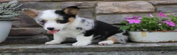 Welsh Corgi Pembroke dogs for sale: Dixie - Ad 1