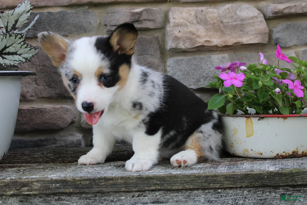 Welsh Corgi Pembroke dogs for sale: Dixie - Ad 1