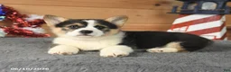 Welsh Corgi Pembroke dogs for sale: Thomas Jefferson - Ad 3