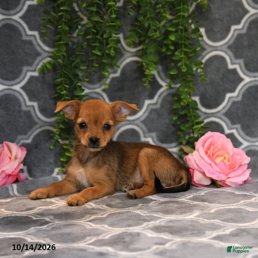 Chorkie dogs Kara - Ad 2