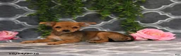 Chorkie dogs for sale: Kara - Ad 2