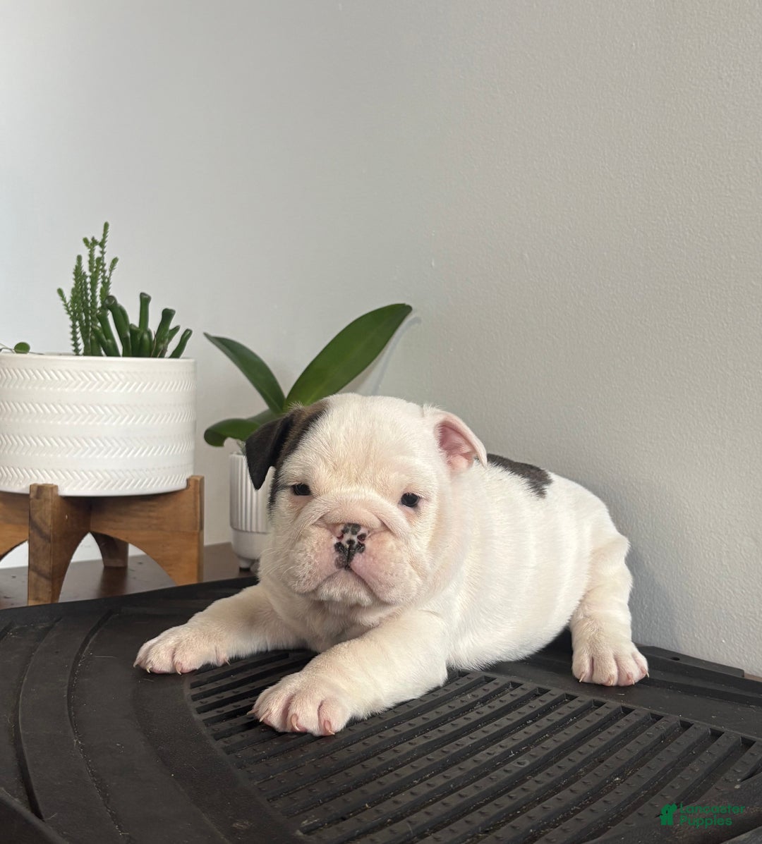English Bulldog dogs for sale: Echo - Ad 4