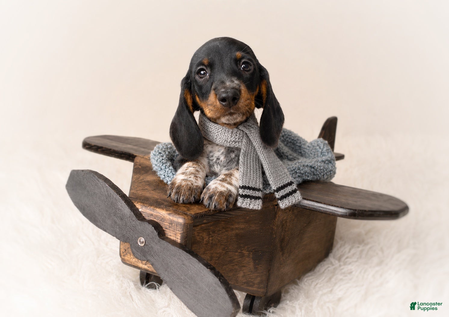 Miniature Dachshund dogs Haney - Ad 1