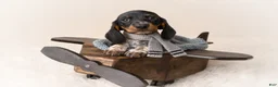 Miniature Dachshund dogs for sale: Haney - Ad 1