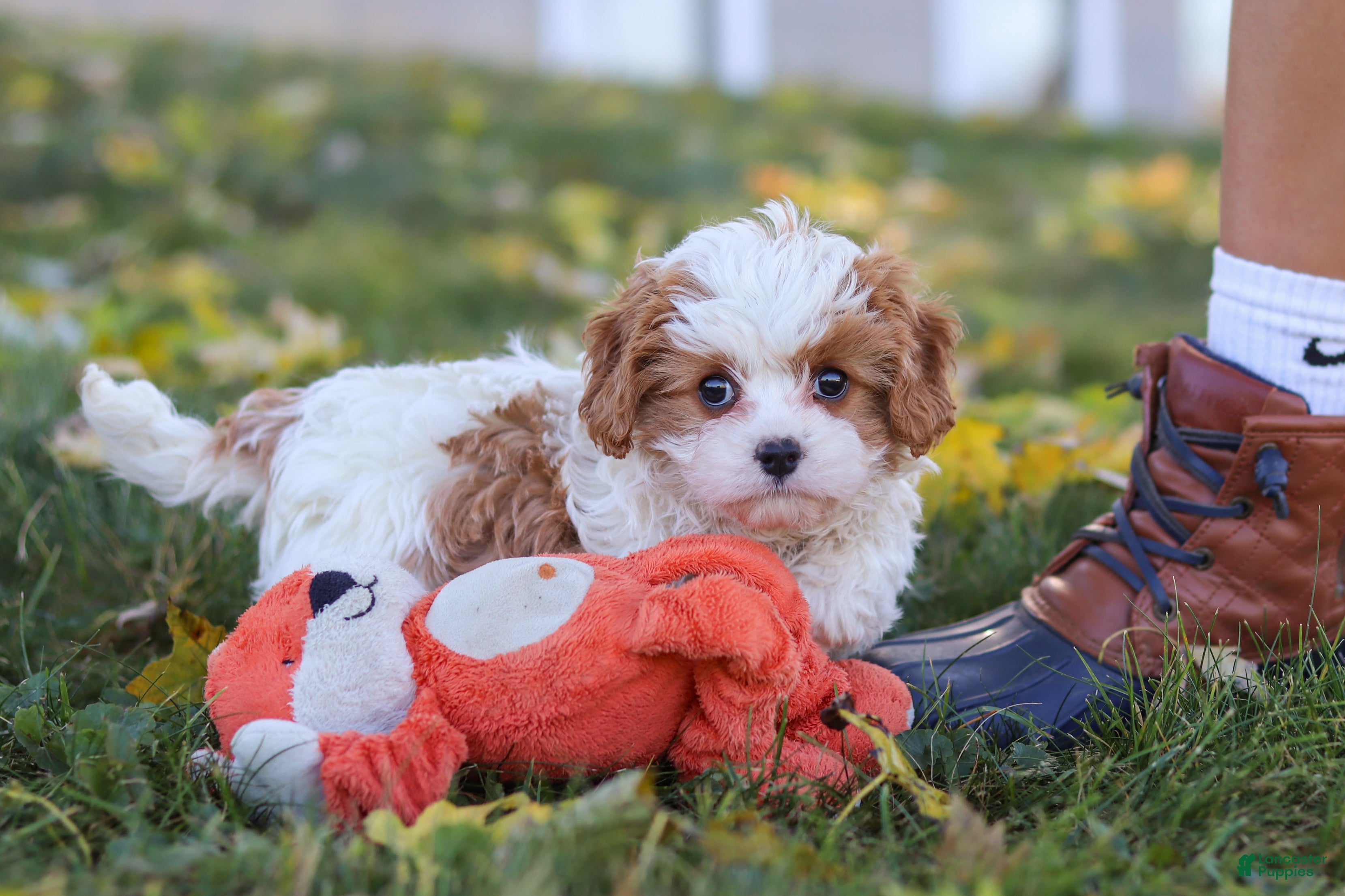 Cavapoo dogs for sale: Alice - Ad 1