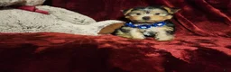 Yorkshire Terrier dogs for sale: *KODY* - Ad 7