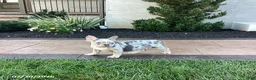 French Bulldog dogs for sale: Becky - Ad 4