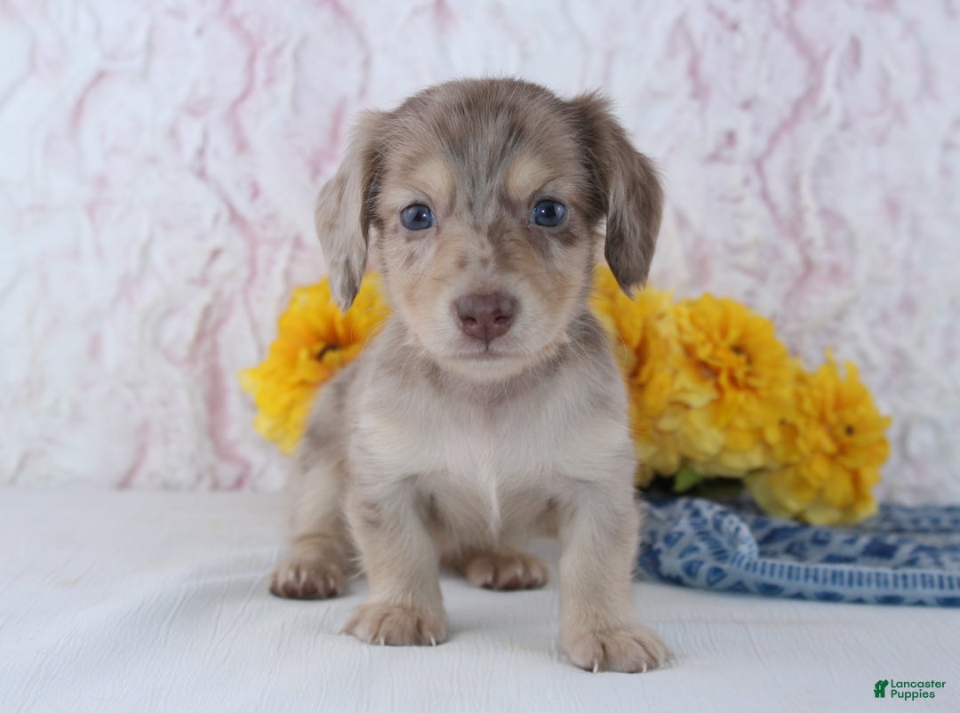 Cole -AKC for sale in Butler Township Lancaster Puppies