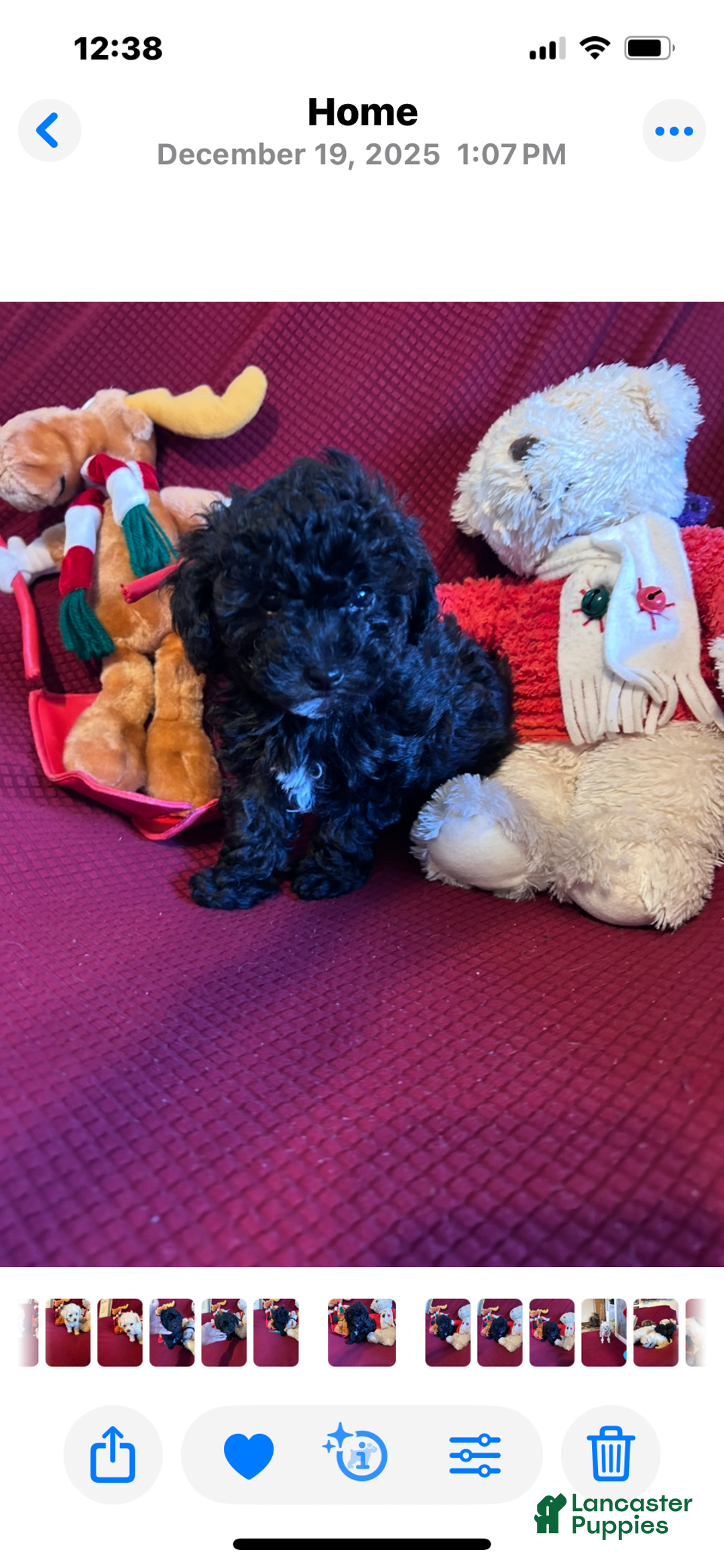 Chipoo dogs for sale: Marie - Ad 3