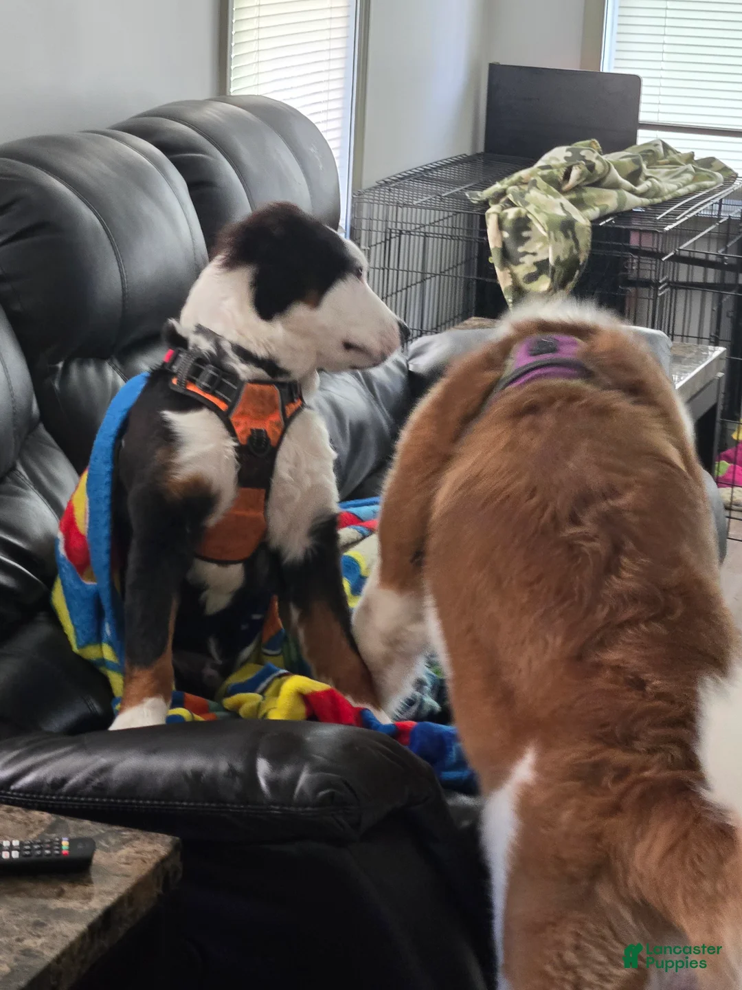 Mixed Breed dogs for sale: Zues - Ad 63