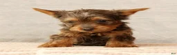 Yorkshire Terrier dogs for sale: Honey - Ad 6