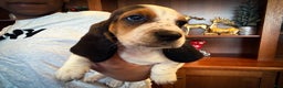 Basset Hound dogs for sale: Jasmine - Ad 2