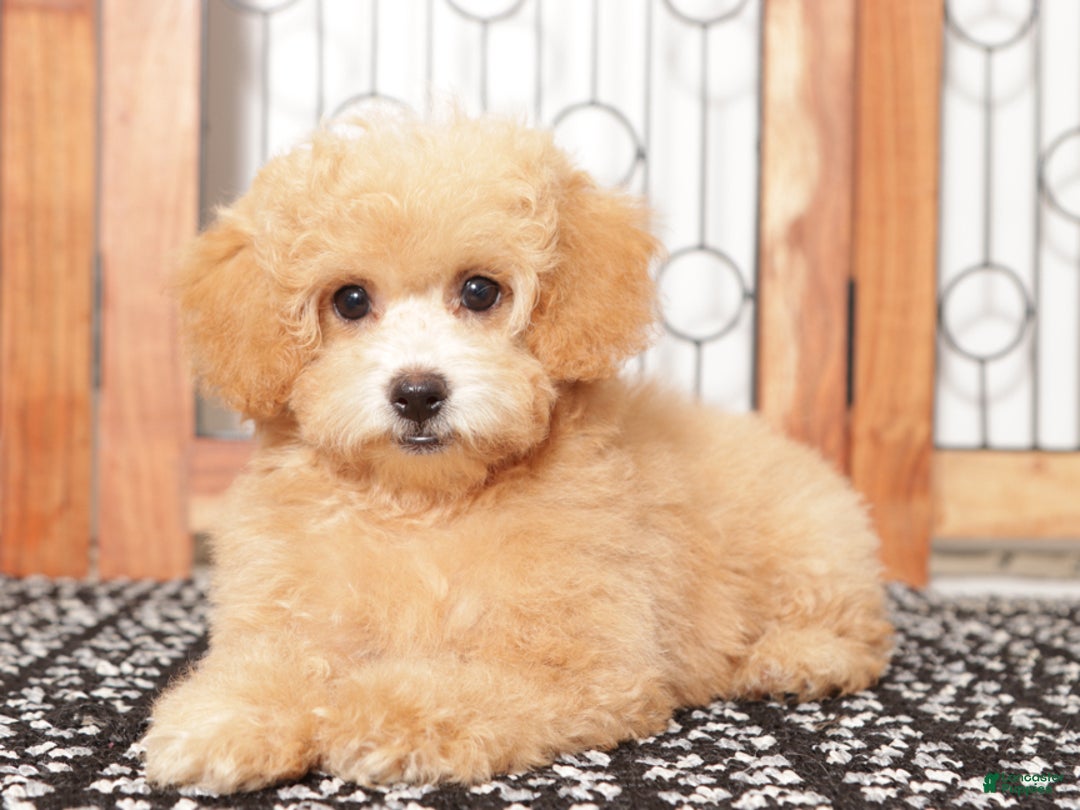 Bichpoo dogs for sale: Dot - Ad 1