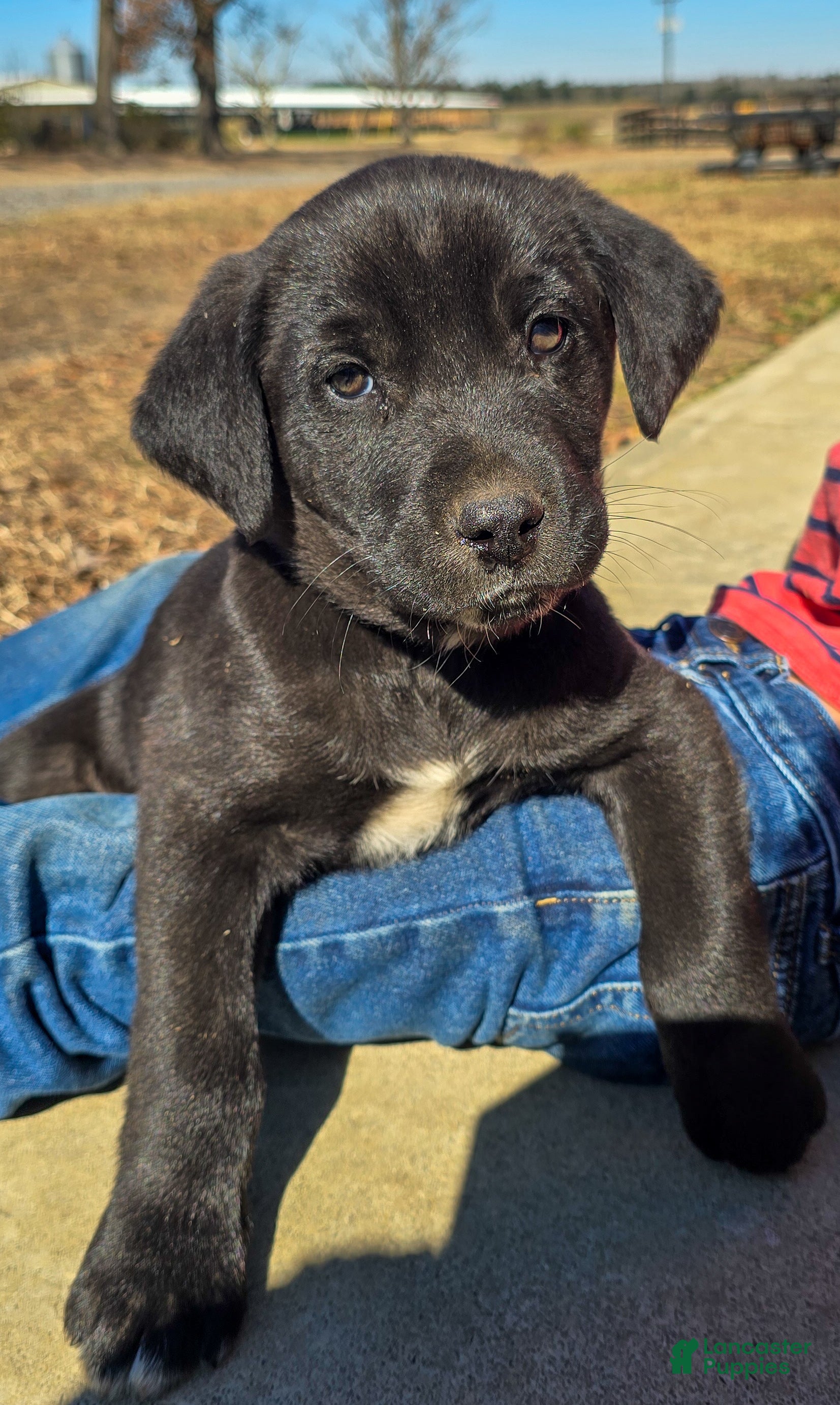 Mixed Breed dogs Jeff - Puppy 3 - Ad 8