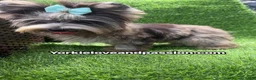 Yorkshire Terrier dogs for sale: Merle male one blue eye  - Ad 9