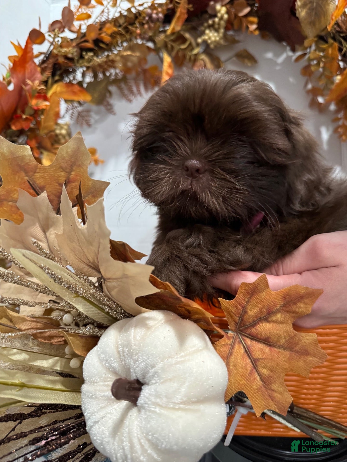 Shih Tzu dogs Churro - Ad 24