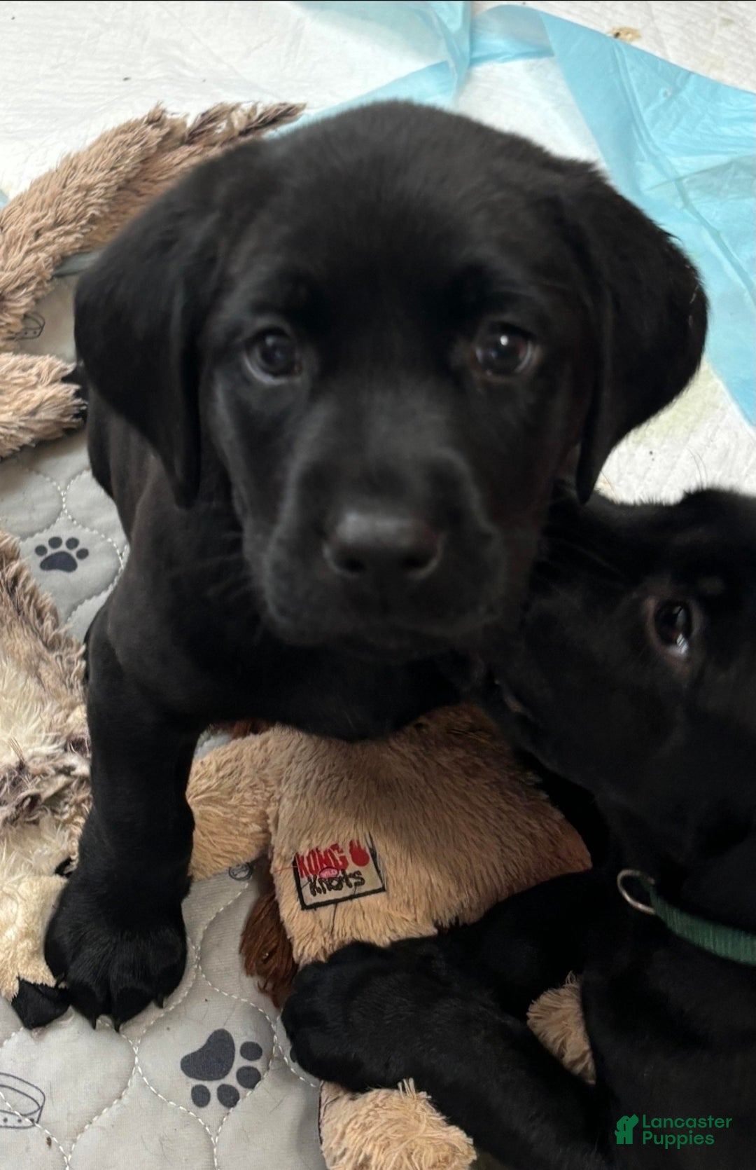 Labrador Retriever dogs for sale: Labrador Retriever Puppy 5 - Ad 1