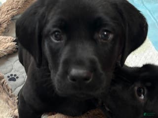 Labrador Retriever dogs Labrador Retriever Puppy 5 - Ad 5