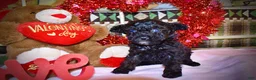Toy Poodle dogs for sale: Kissy - Ad 3
