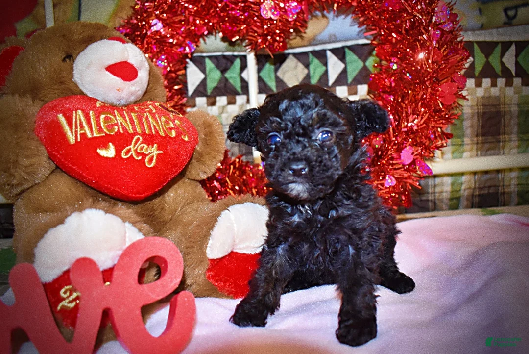Toy Poodle dogs for sale: Kissy - Ad 3