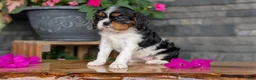 Cavalier King Charles Spaniel dogs for sale: Luna - Ad 6