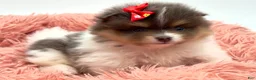 Pomeranian dogs for sale: AKC Judy - Ad 5