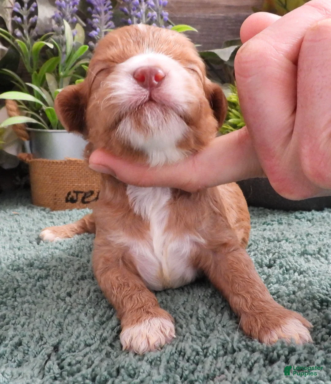 Cavapoo dogs for sale: Cavapoo #2 Male - Ad 1